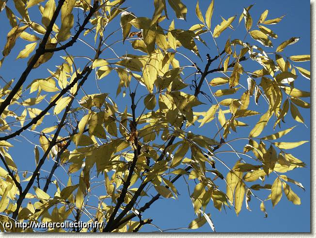 Diapositive suivante